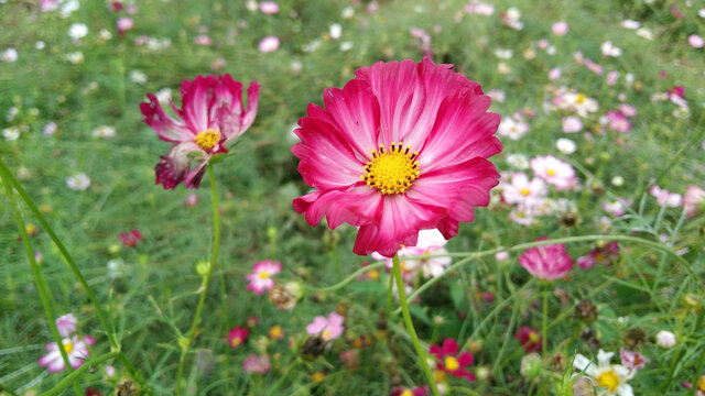 格桑花百日菊