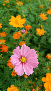 格桑花百日菊