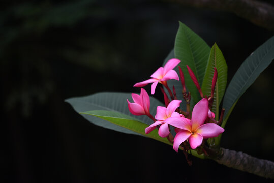 鸡蛋花