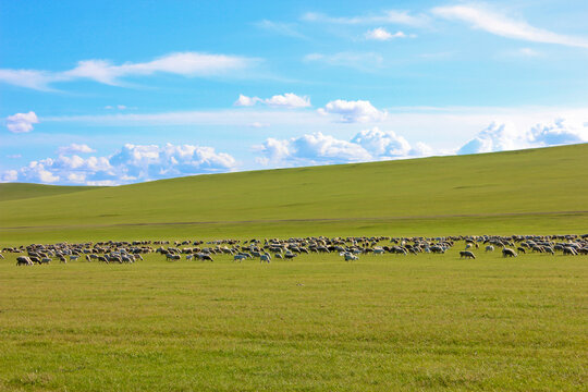 草原上的羊群