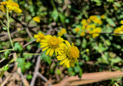 山菊花