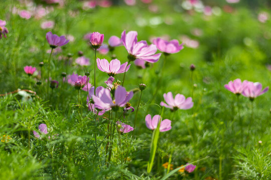 格桑花丛