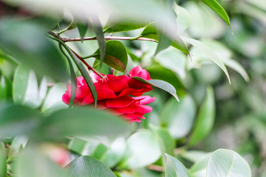 红山茶花