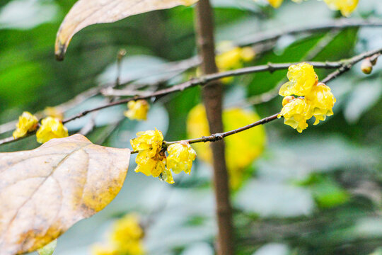 蜡梅树蜡梅花