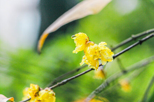 蜡梅特写