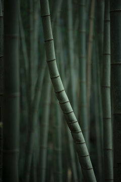 弯曲的竹子