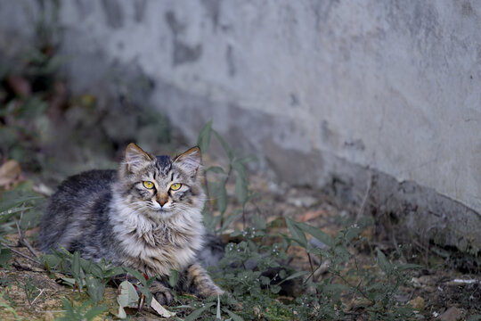 可爱的野猫