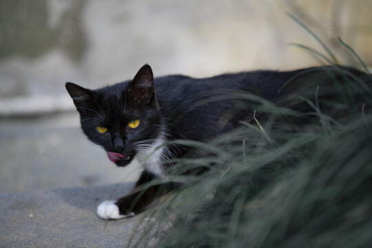 可爱的野猫