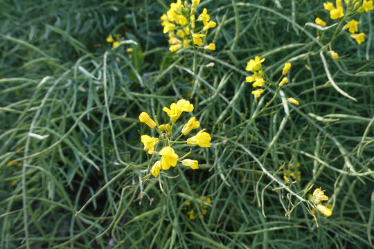 油菜花田