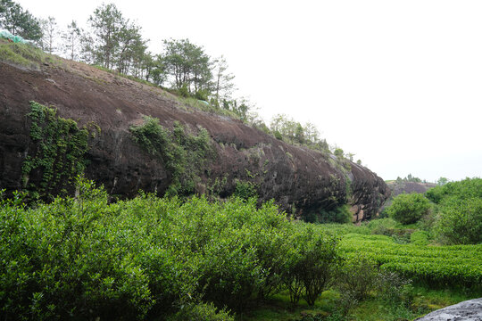 武夷岩茶土国寨正岩老枞水仙