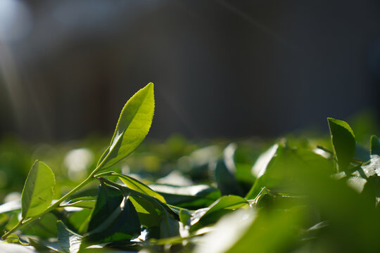 武夷岩茶环境山场茶青晒青