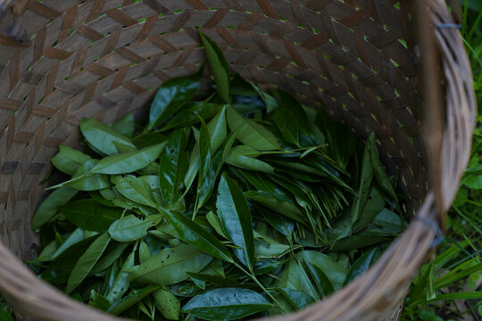 武夷岩茶环境山场茶青竹篓