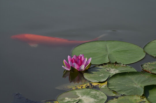 睡莲花开