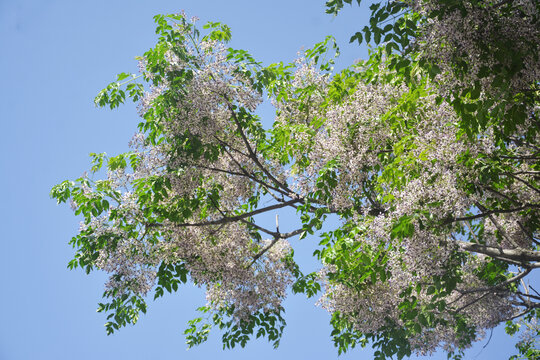 仰拍花枝