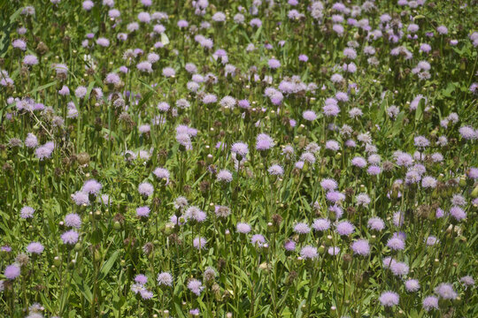 紫色野花丛
