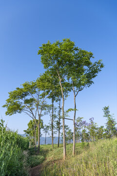 滇池湿地