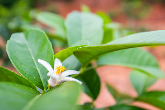 柠檬花