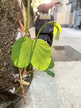 夕阳下的树叶阳光下的绿叶子