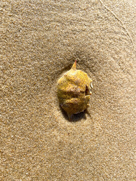 沙滩海滩上的螃蟹壳