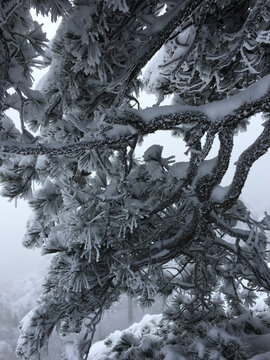 黄山雪景