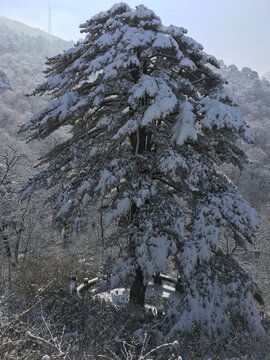 黄山雪景