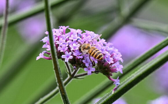 蜜蜂特写