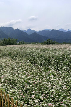 荞麦花