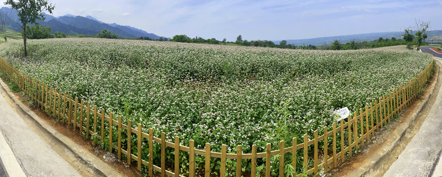 蓝田荞麦坡