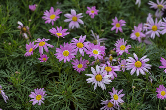 小雏菊菊花