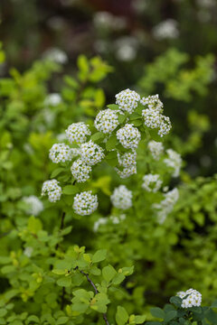 绣线菊小白花