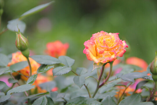 月季花特写