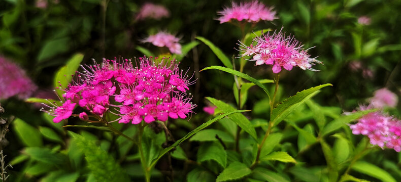 粉花绣线菊