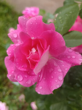 雨后玫瑰