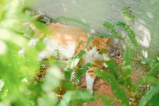 躺在草后的黄白橘猫