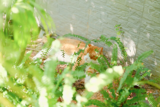 躺在草后的黄白橘猫