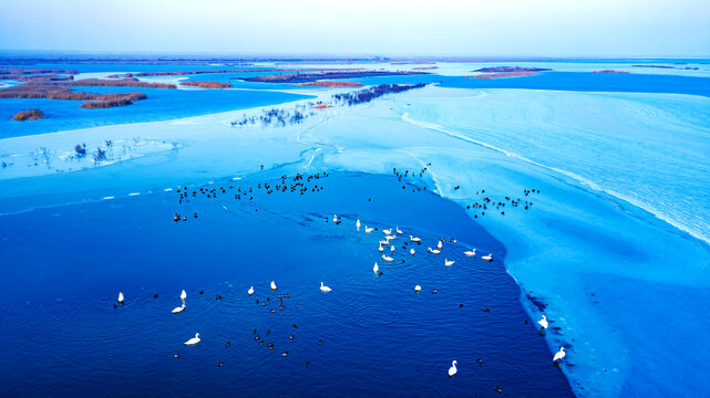 黄河入海口湿地风光