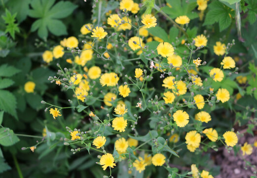 美丽的小黄花