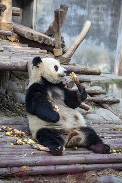 国宝大熊猫