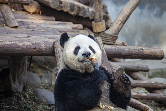 吃笋的熊猫