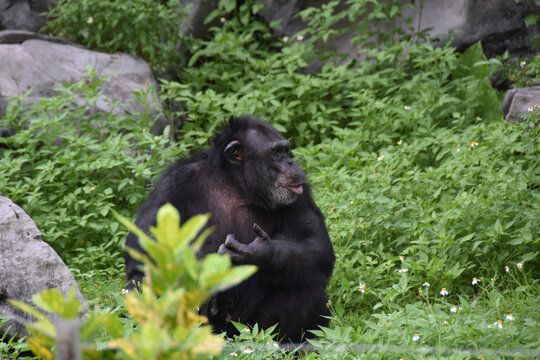 南宁动物园黑猩猩