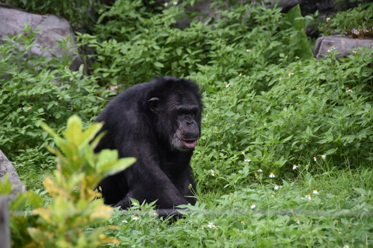 南宁动物园黑猩猩丢那猩