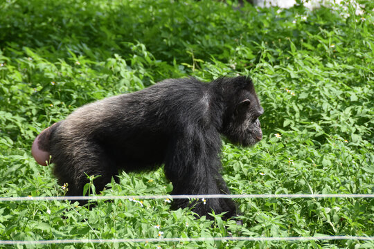 南宁动物园黑猩猩丢那猩