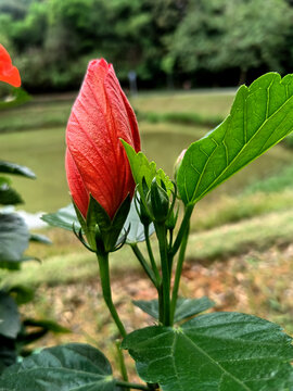 花蕾