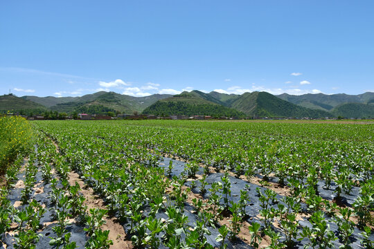 乡村风光