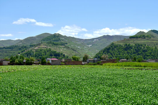 乡村风光