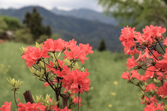 山杜鹃花