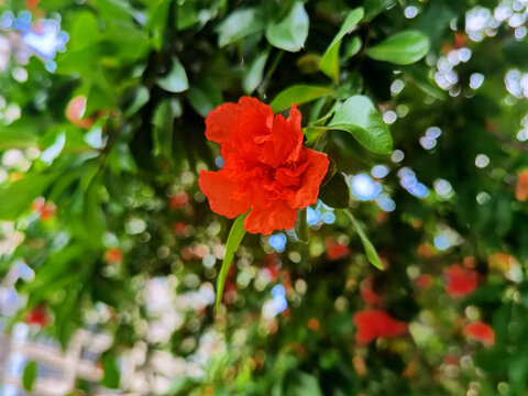 石榴花开