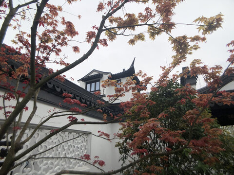 中式建筑树