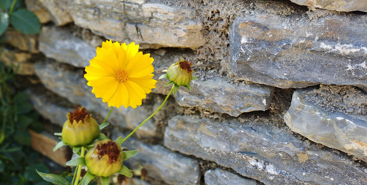 石墙小花