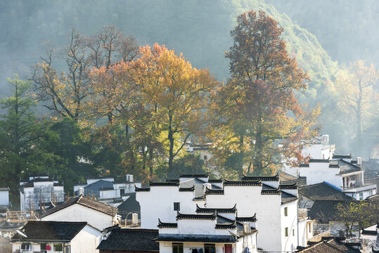 徽派建筑与枫树